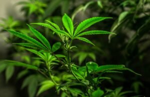 Is Consumption of Bhang Legal in India? Here’s Everything You Should Know Consumption of Bhang