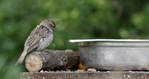 How Karma Really Works According to Buddha (Law of Kamma) law of karma