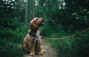 How to Train Your Dog to Stop Barking at Strangers: Proven Tips train your dog to stop barking at strangers