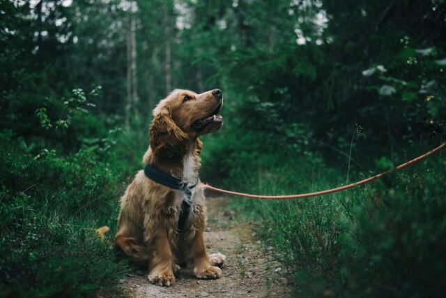 pexels-photo-1254140 train your dog to stop barking at strangers