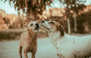 Dog Socialization Techniques: A Complete Guide for Happy and Confident Pets Dog socialization techniques - puppy interacting with people and dogs in a park.