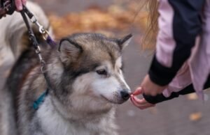 Guide on Common Dog Behavioral Issues: Manage Your Dog Guide on common dog behavioral issues