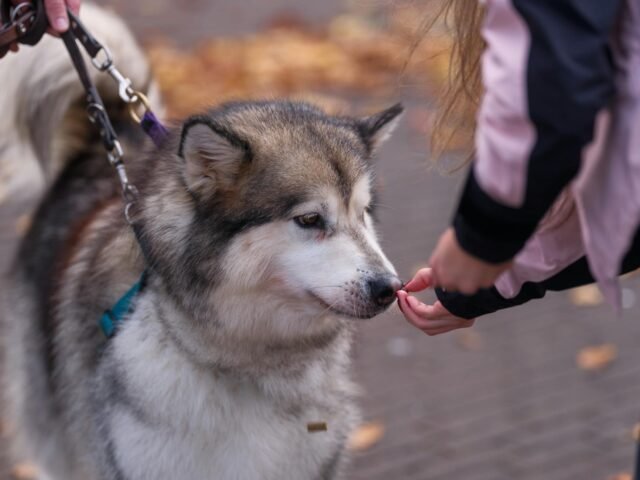pexels-photo-33385823 Guide on common dog behavioral issues