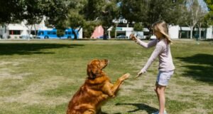 Top 10 Commands Every Dog Should Learn for Better Behavior and Training Top 10 commands every dog should learn