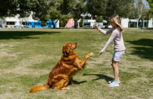 Top 10 Commands Every Dog Should Learn for Better Behavior and Training Top 10 commands every dog should learn