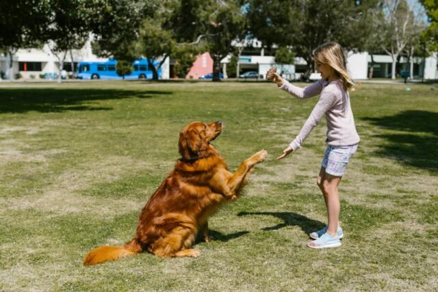 pexels-photo-7516215 Top 10 commands every dog should learn