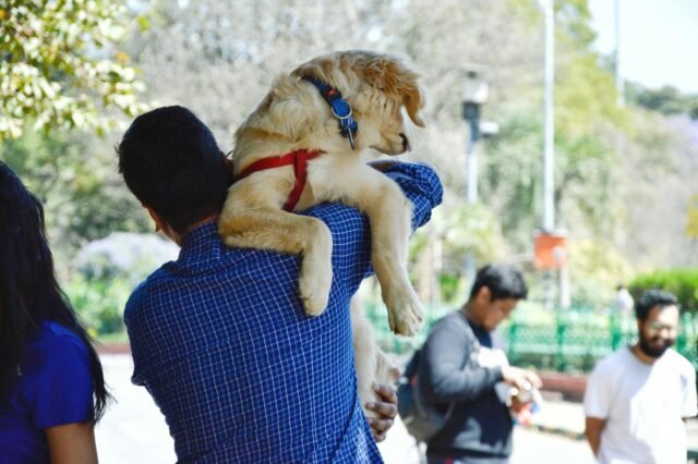 pexels-photo-979213 When to start socializing puppy with other dogs